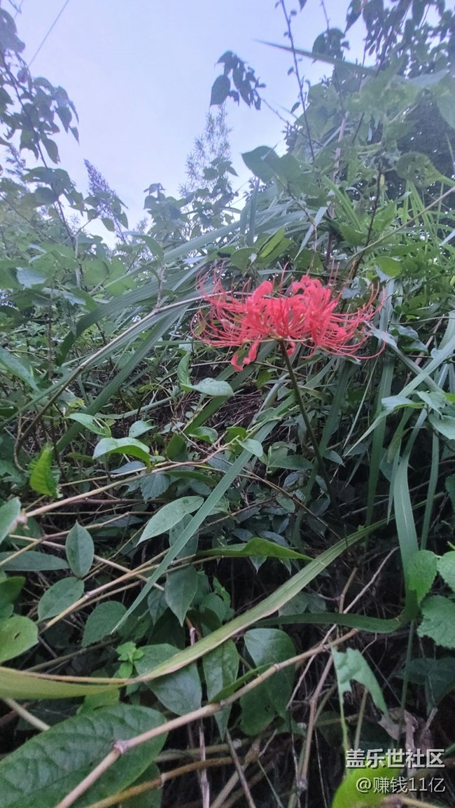 【那年初秋】彼岸花