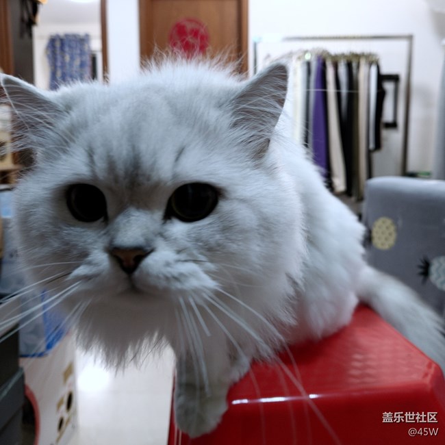 【会说话的照片】喵喵叫