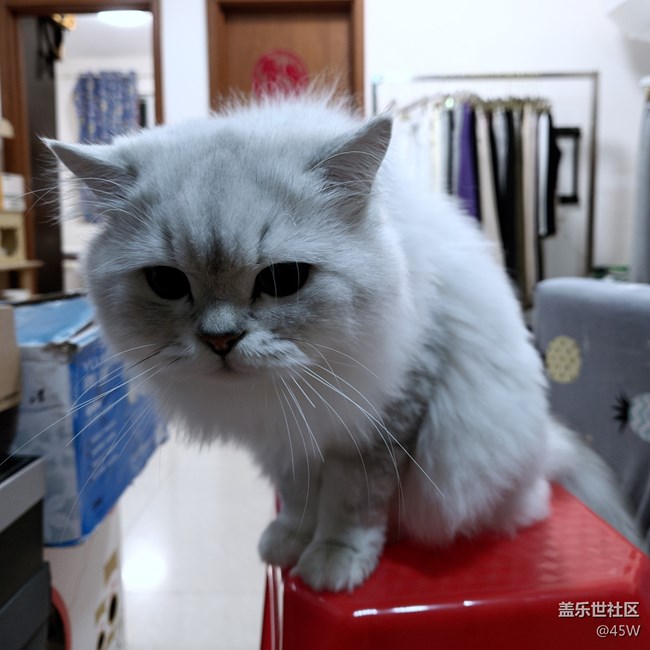 【会说话的照片】喵喵叫