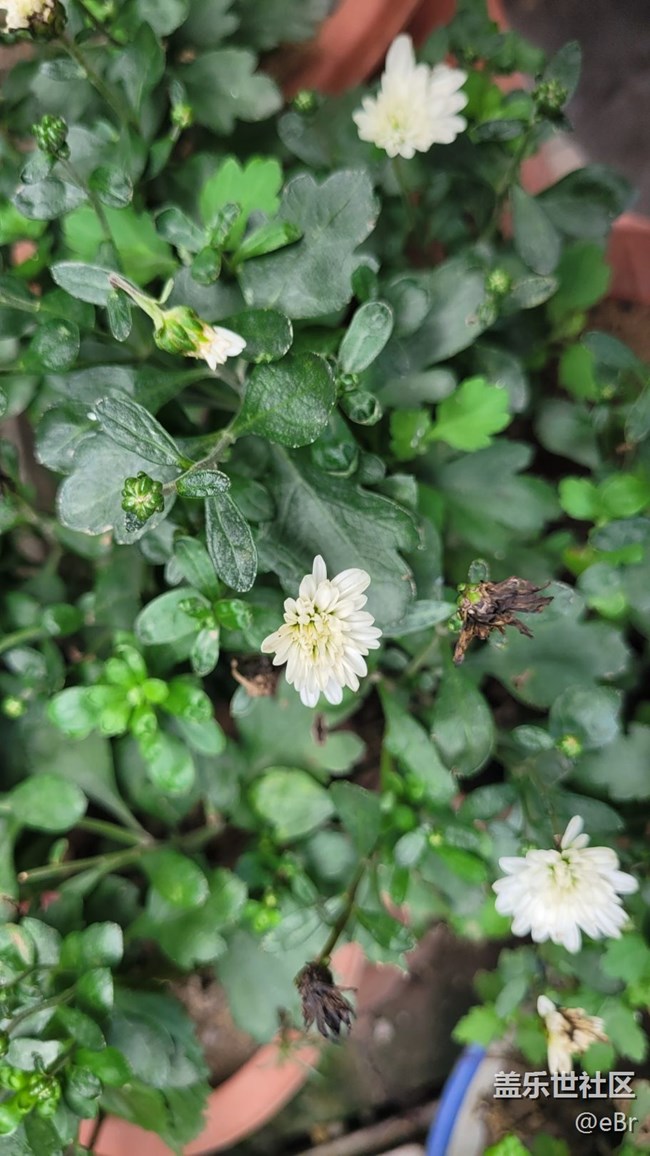 【那年初秋】鸡冠花