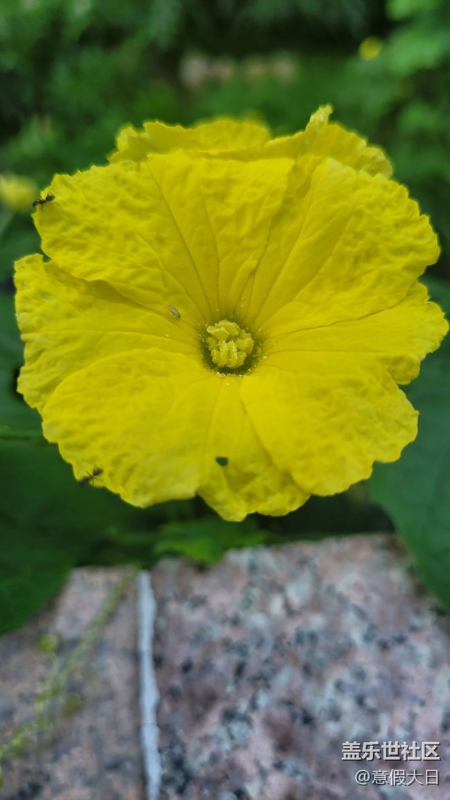 #我喜欢的摄影模式——近拍模式