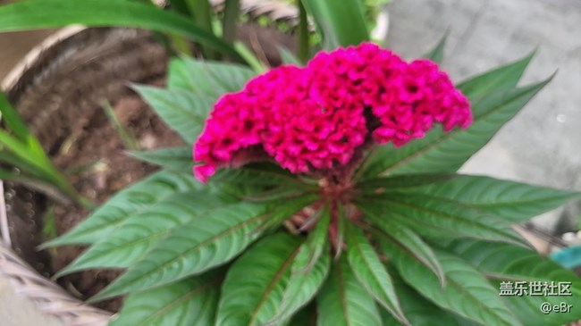 【那年初秋】鸡冠花