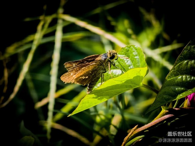【汉口江滩】摄影活动 总结帖