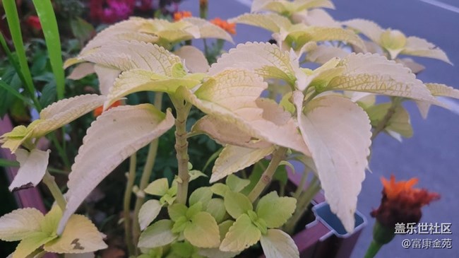 【那年初秋】花坛