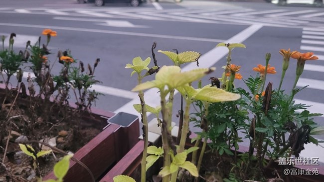 【那年初秋】花坛