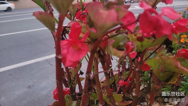 【那年初秋】花坛