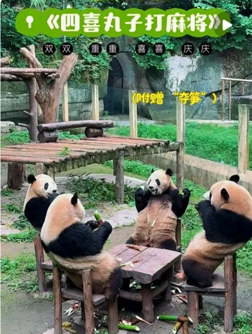 【申请中】重庆星部落 线下摄影活动