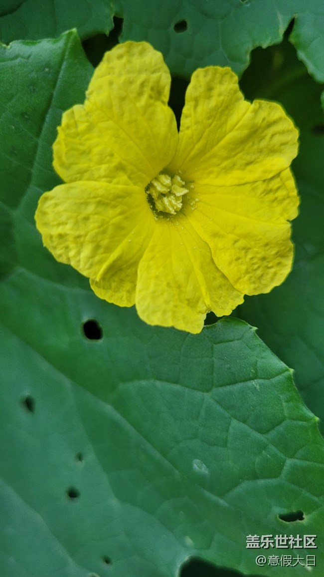 #我喜欢的摄影模式——近拍模式