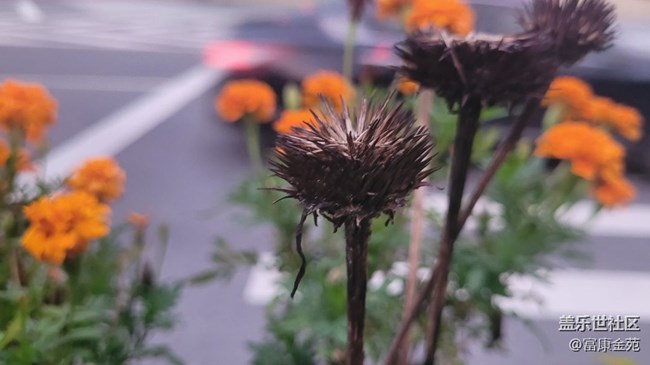 【那年初秋】花坛