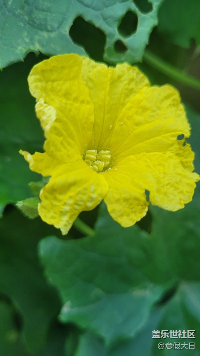 #我喜欢的摄影模式——近拍模式