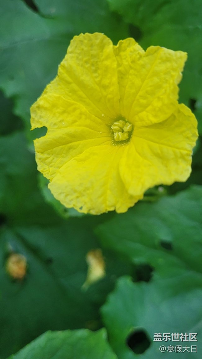 #我喜欢的摄影模式——近拍模式