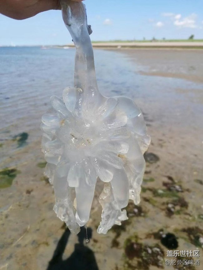 【捕捉夏日美好】赶海的一天