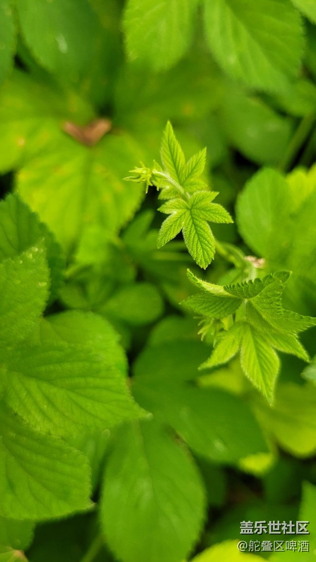 【那年初秋】葎草