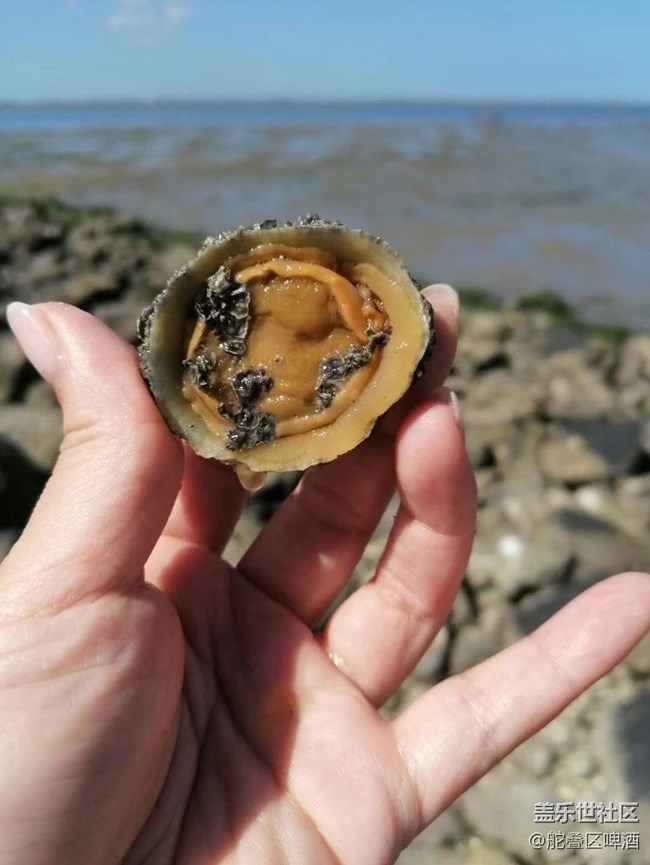【捕捉夏日美好】赶海的一天