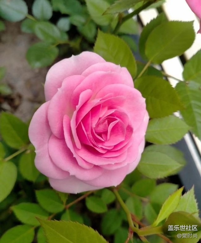 【那年初秋】月季