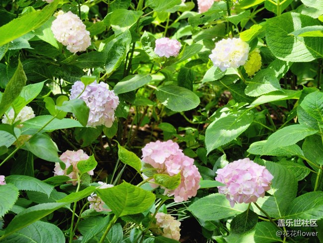 #我喜欢的摄影模式——拍花花