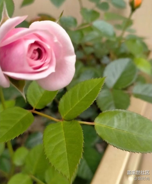 【那年初秋】月季