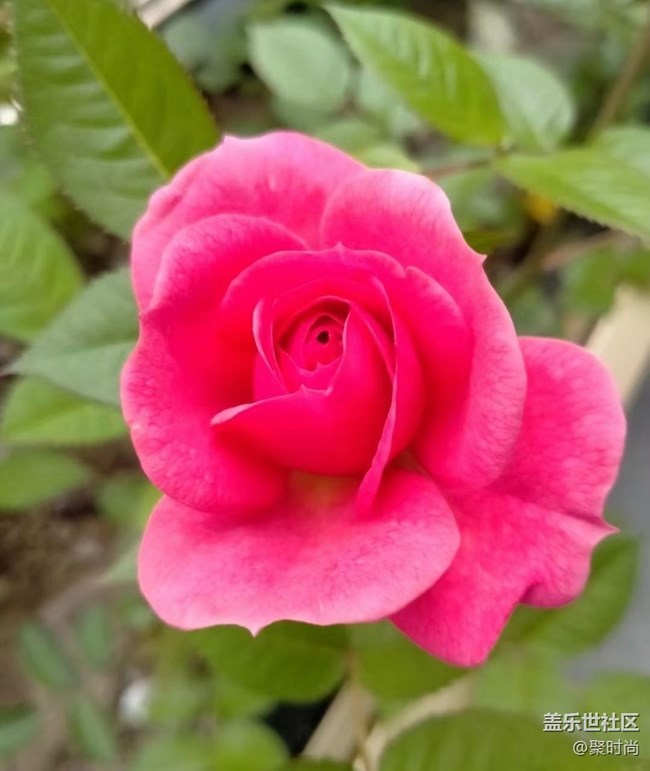 【那年初秋】月季