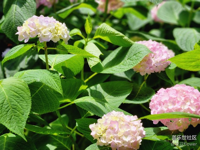 #我喜欢的摄影模式——拍花花