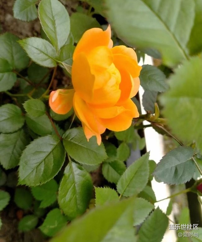 【那年初秋】月季