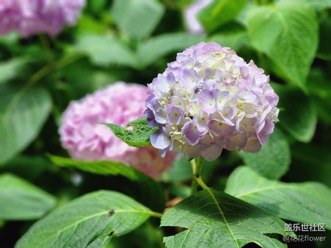 #我喜欢的摄影模式——拍花花