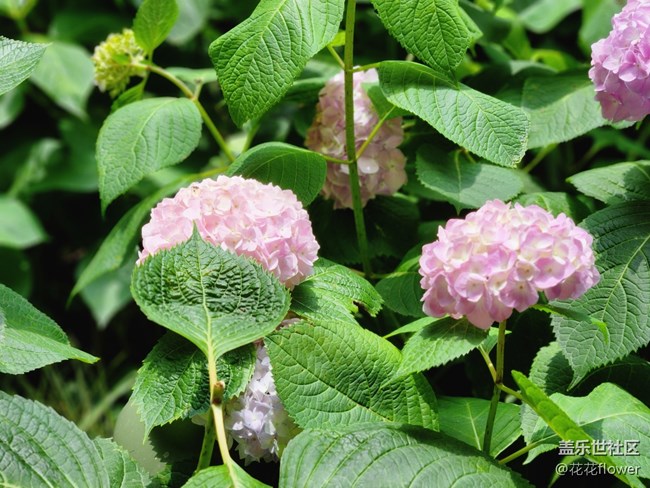 #我喜欢的摄影模式——拍花花