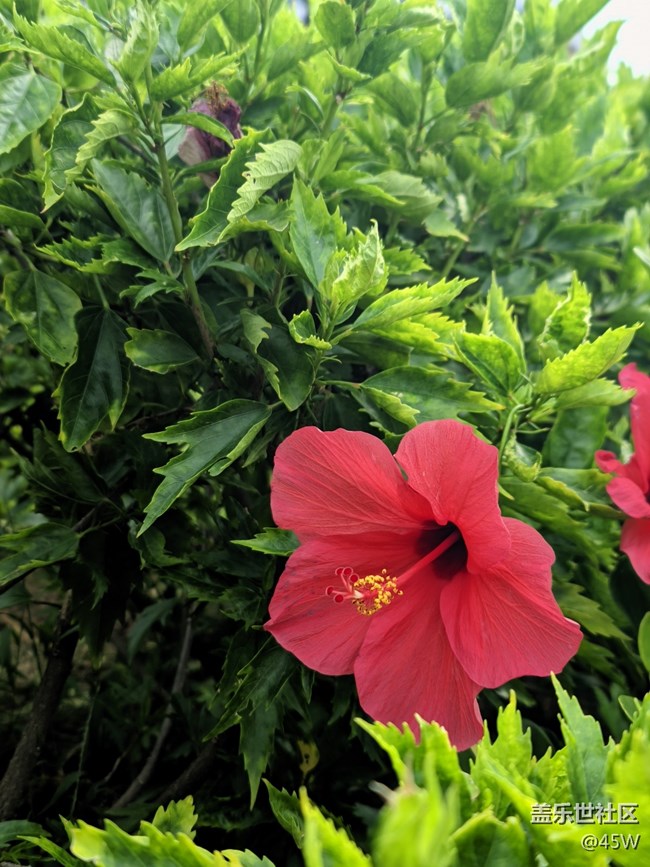 【寻一份美好】轻轻摇曳的花儿