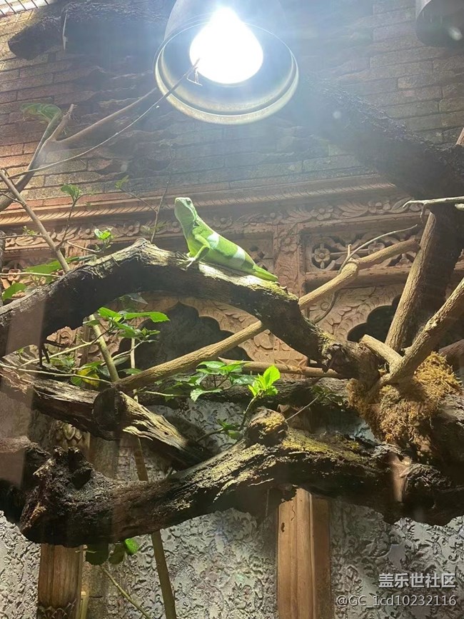 #我喜欢的摄影模式——拍动物