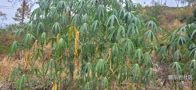 【那年初秋】树叶