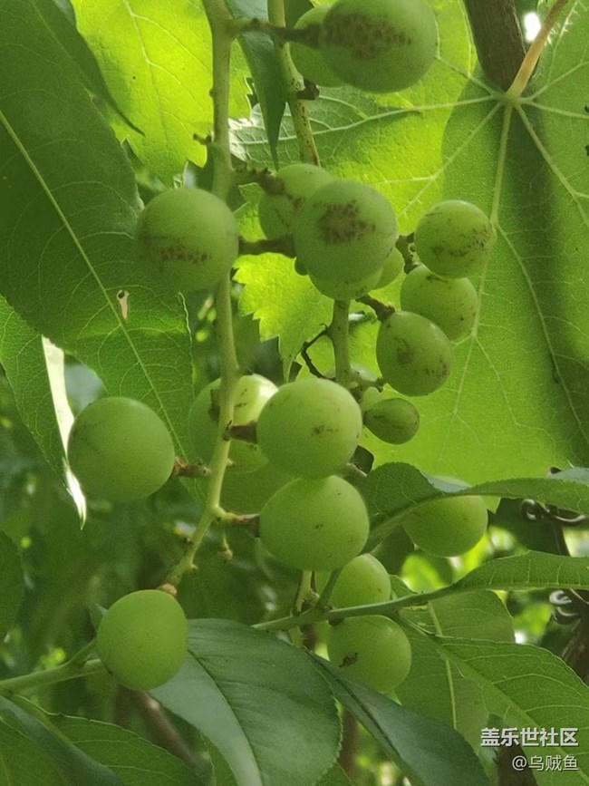 【捕捉夏日美好】葡萄园