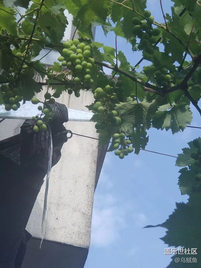 【捕捉夏日美好】葡萄园