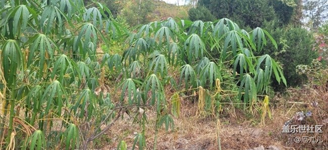【那年初秋】树叶