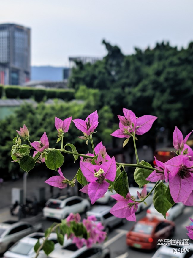 【寻一份美好】轻轻摇曳的花儿
