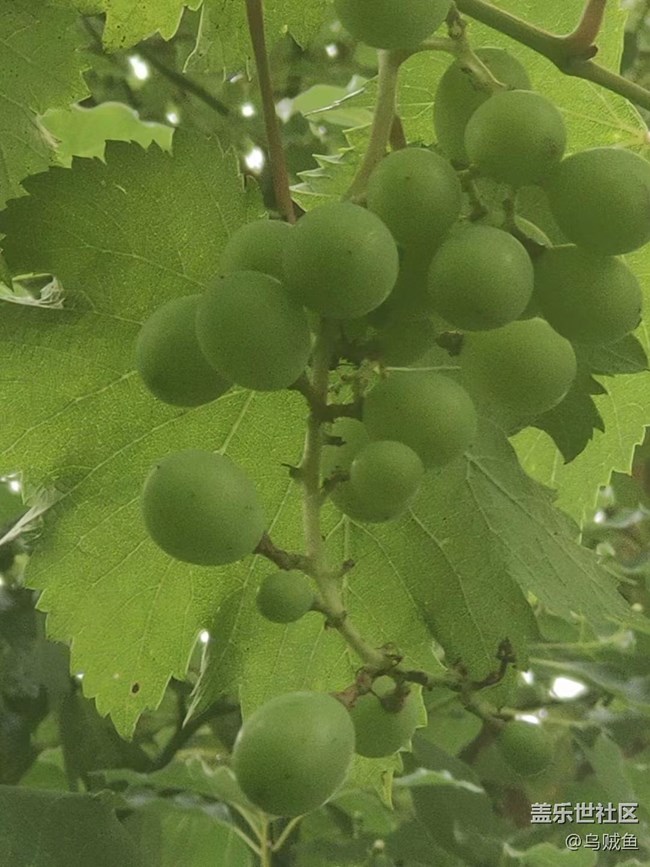 【捕捉夏日美好】葡萄园