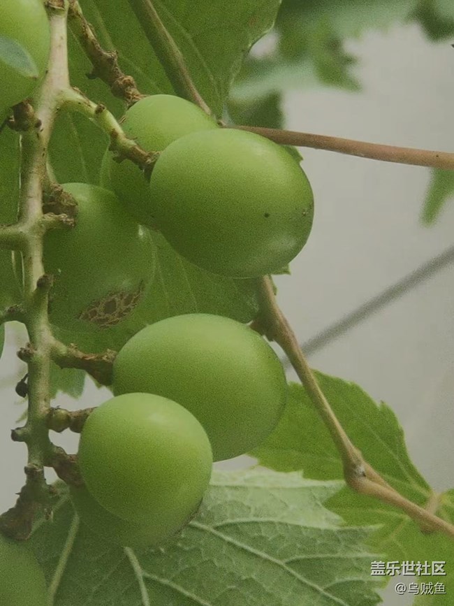 【捕捉夏日美好】葡萄园