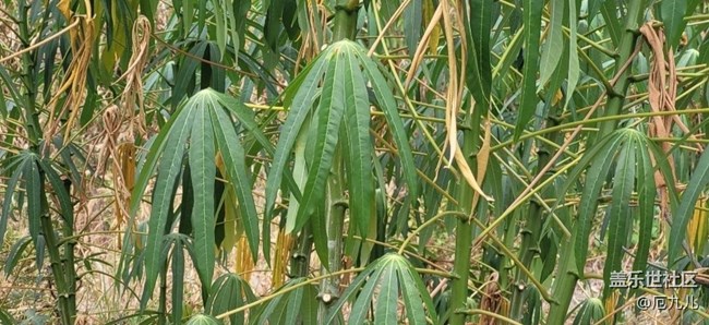 【那年初秋】树叶