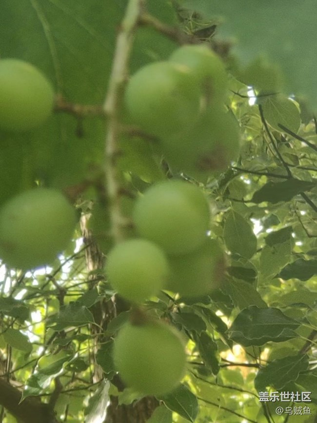 【捕捉夏日美好】葡萄园