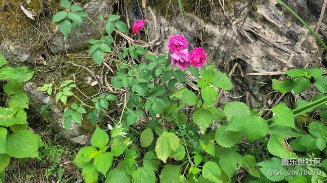【那年初秋】花开花谢