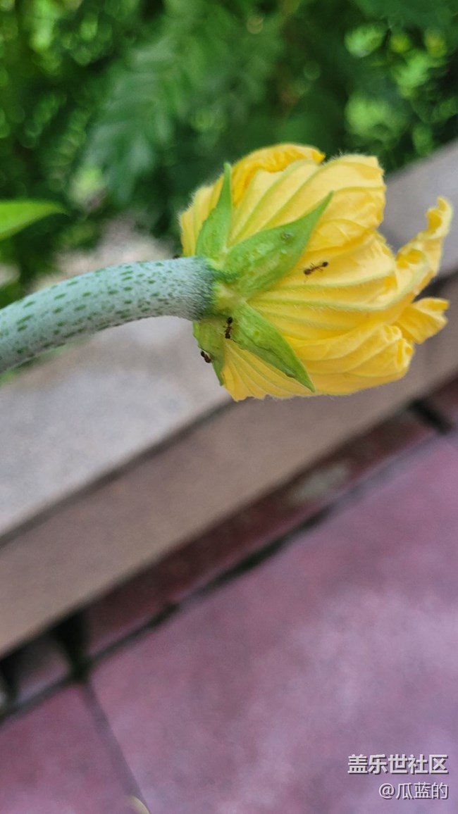 【那年初秋】小瓜花儿