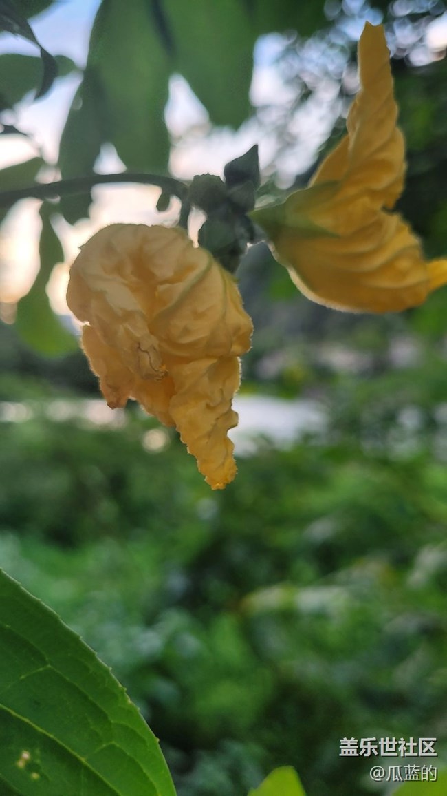 【那年初秋】小瓜花儿