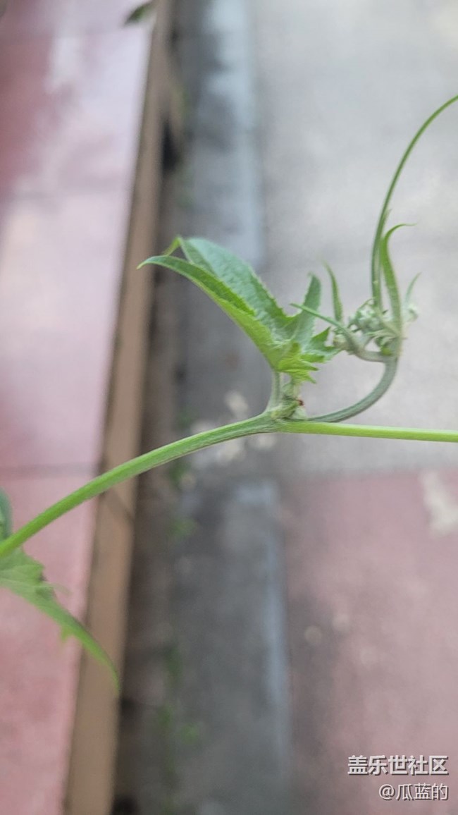 【那年初秋】小瓜花儿