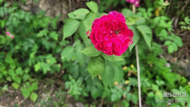 【那年初秋】花开花谢