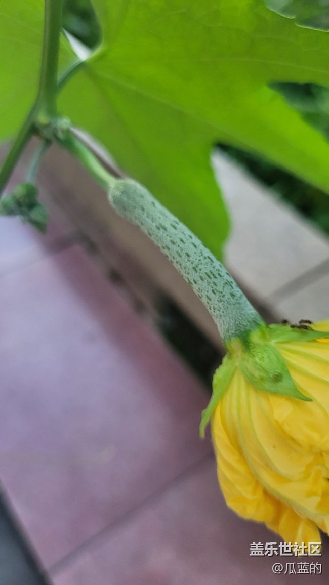 【那年初秋】小瓜花儿