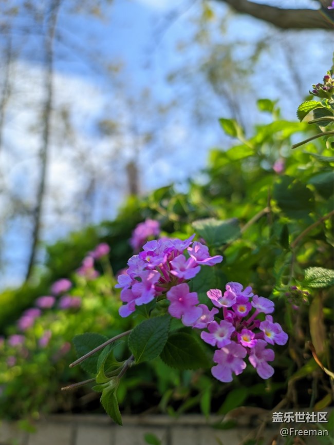 【那年初秋】漫步花海之间