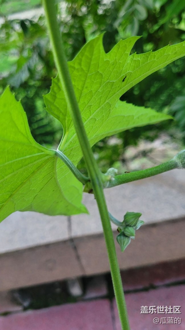 【那年初秋】小瓜花儿