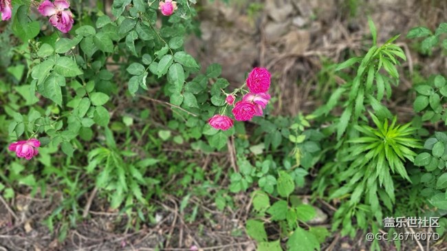 【那年初秋】花开花谢