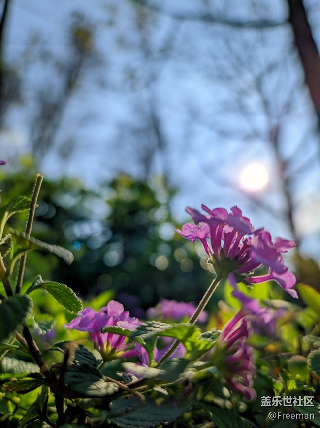 【那年初秋】漫步花海之间