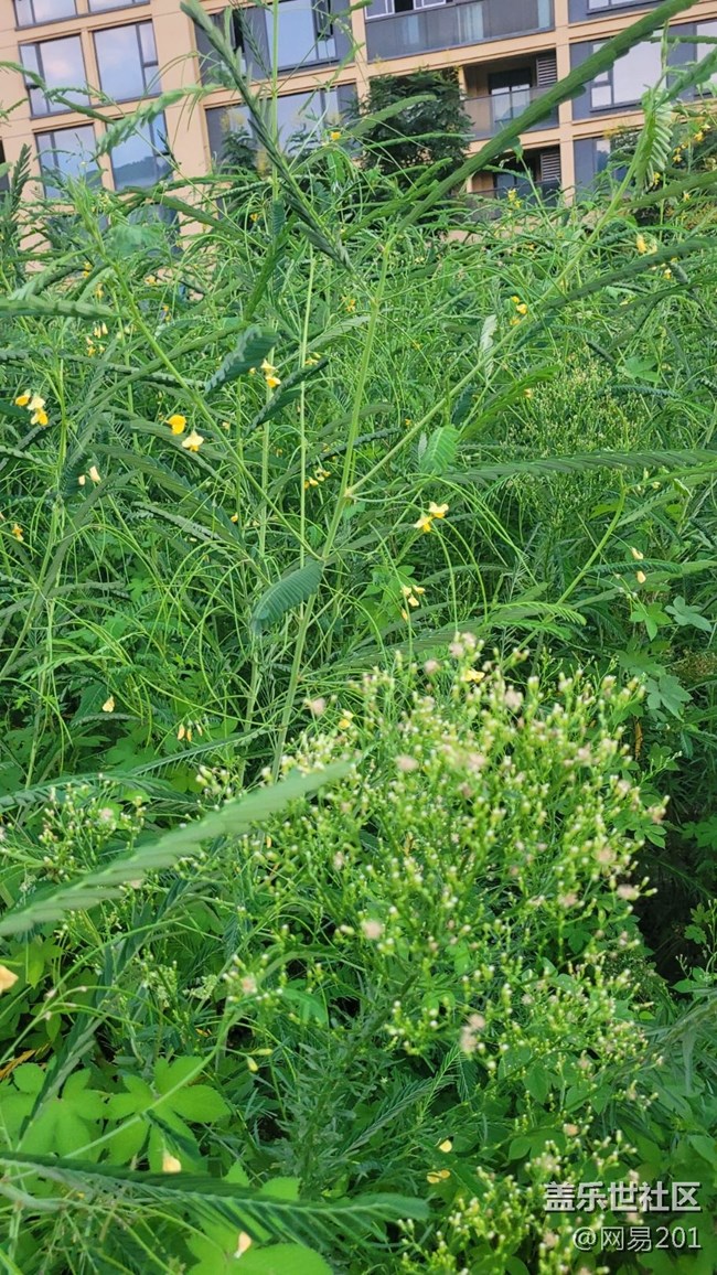 【那年初秋】绿草