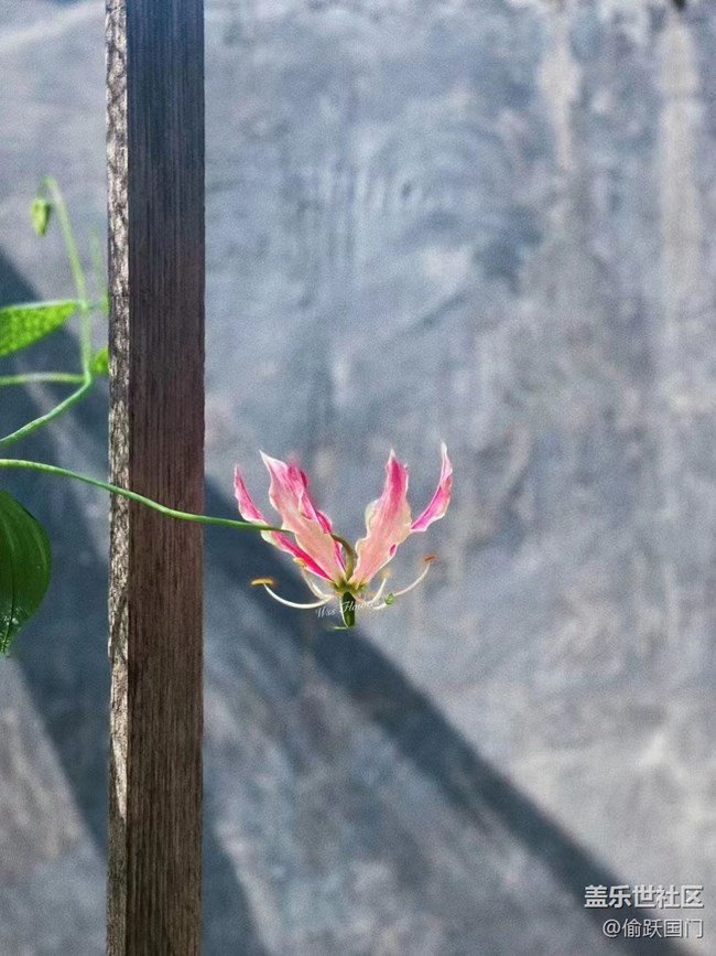 #我喜欢的摄影模式——拍拍花