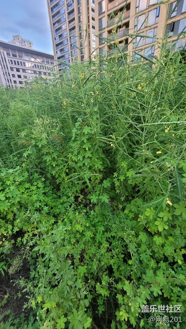 【那年初秋】绿草
